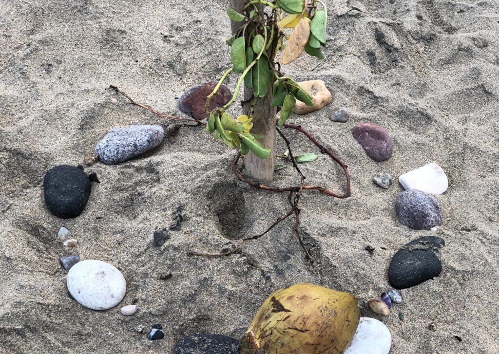 Mexico Tropical Retreat 2027