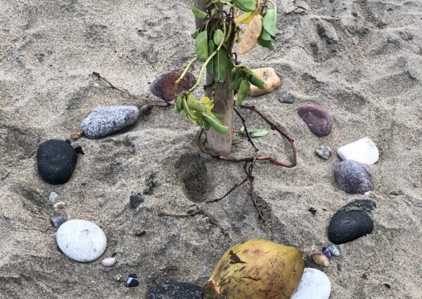 Mexico Tropical Retreat 2027