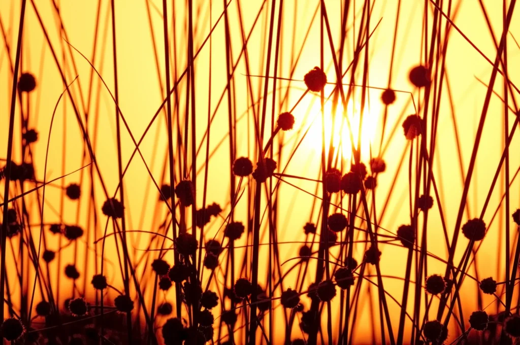Summer Solstice Update