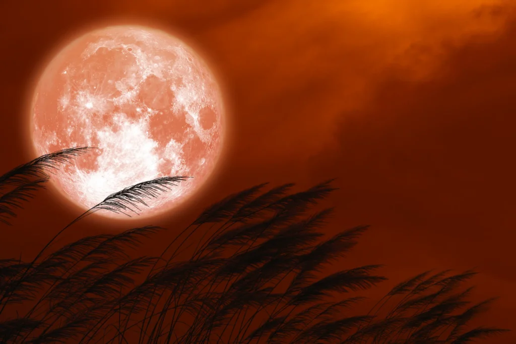 Full Moon Update ~ June 29, 2026